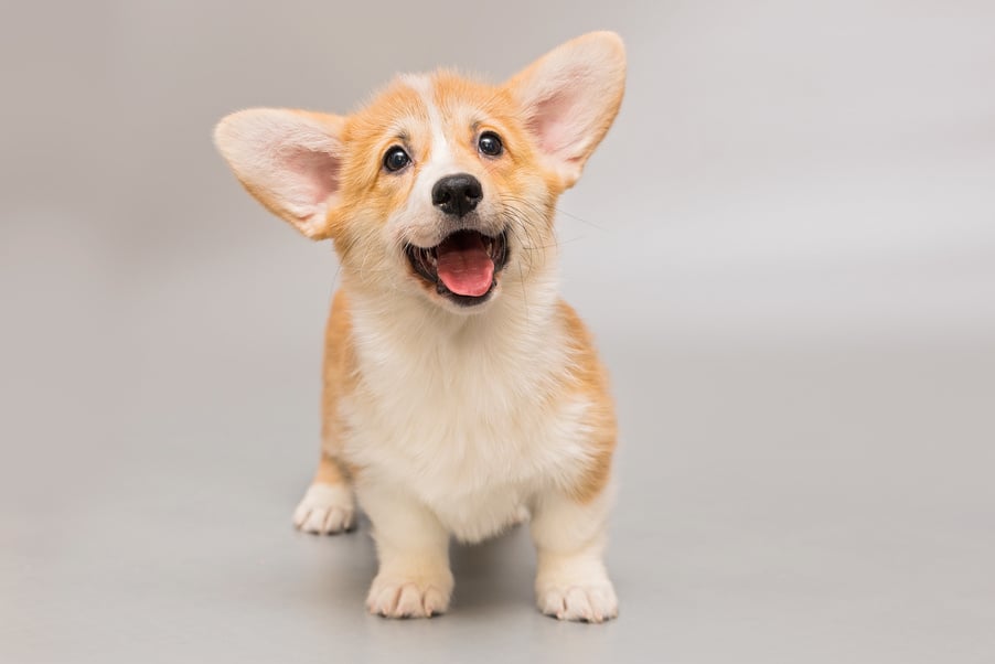 Funny Pembroke Corgi puppy